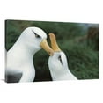 thumbnail image 1 of 24 x 36 in. Campbell Albatrosses Courting, Campbell Island, New Zealand Art Print - Tui De Roy, 1 of 1