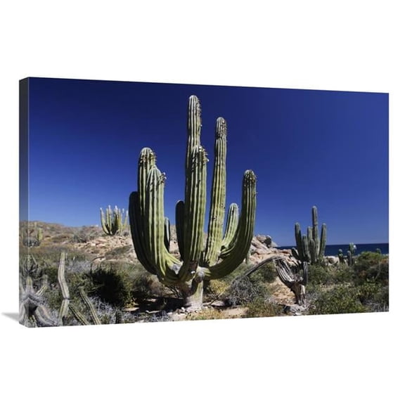 24 x 36 in. Cardon Cacti, Santa Catalina Island, Sea of Cortez, Mexico Art Print - Hiroya Minakuchi