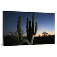 thumbnail image 1 of 24 x 36 in. Cardon Cactus At Sunset, El VIzcaino Biosphere Reserve, Mexico Art Print - Cyril Ruoso, 1 of 1