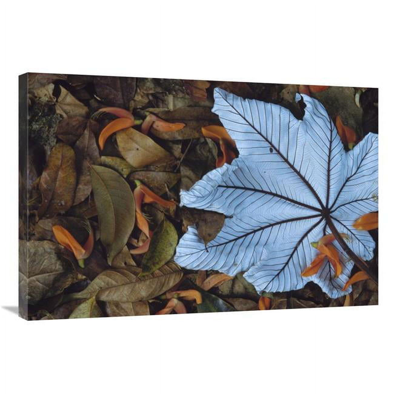 24 x 36 in. Cecropia Leaf Atop Lobster Claw Petals on Tropical Rainforest Floor, Mesoamerica Art