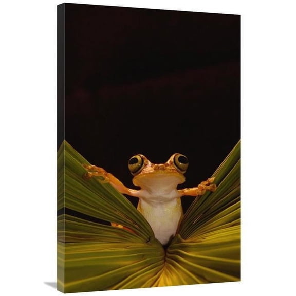 24 x 36 in. Chachi Tree Frog, Choco Rainforest, Ecuador Art Print - Pete Oxford