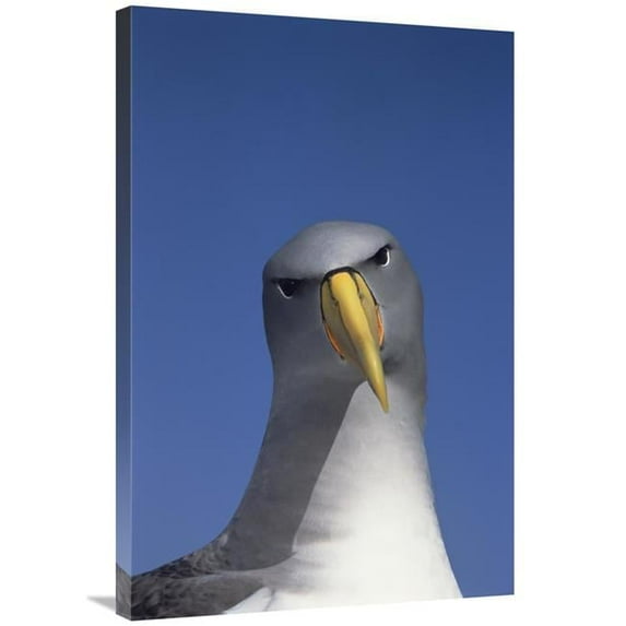 24 x 36 in. Chatham Albatross Portrait, The Pyramid, Chatham Islands Art Print - Tui De Roy