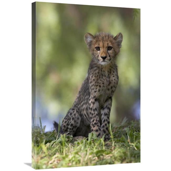 Cheetah Cub