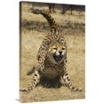 thumbnail image 1 of 24 x 36 in. Cheetah Hissing, Cheetah Conservation Fund, Namibia Art Print - Suzi Eszterhas, 1 of 1