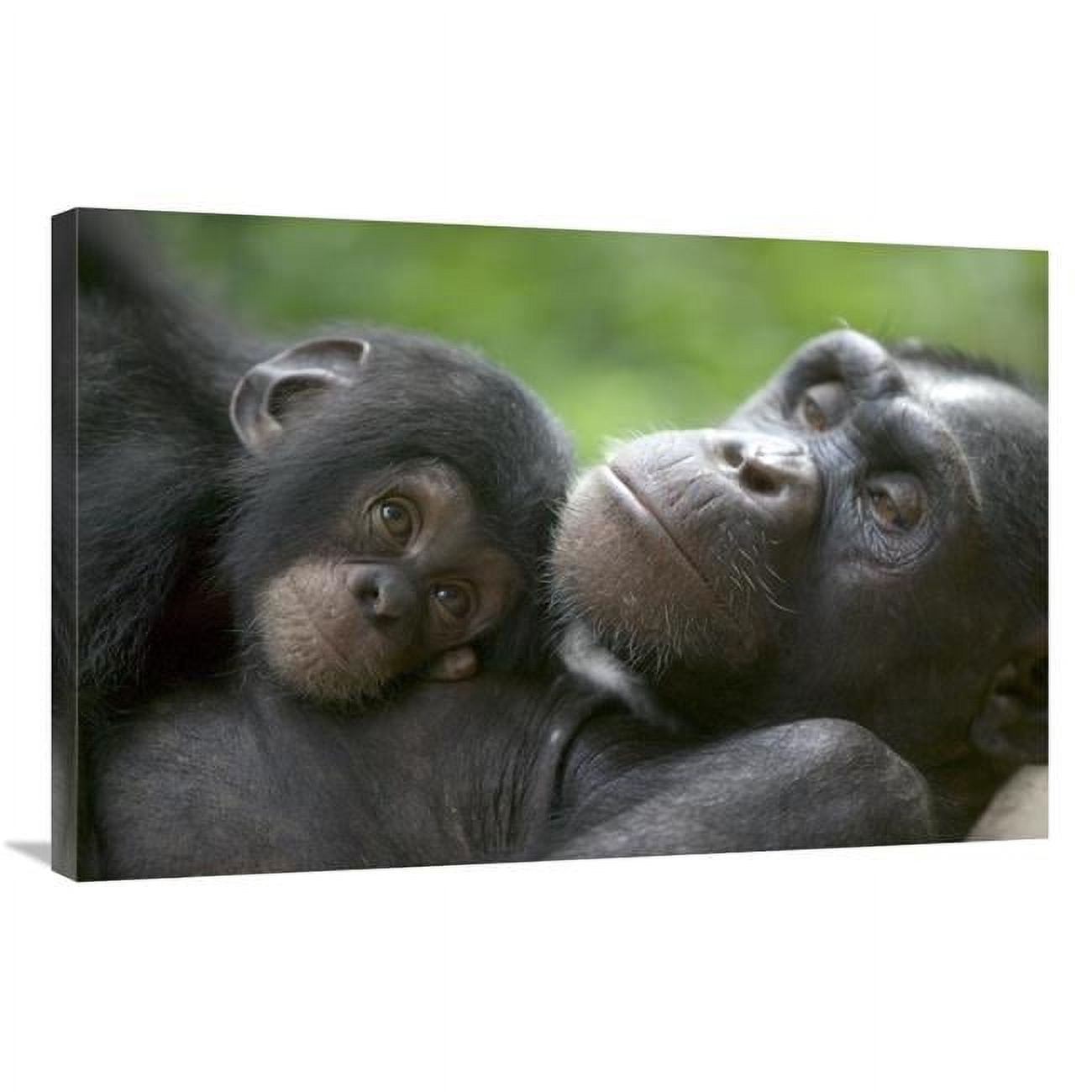 24 x 36 in. Chimpanzee Adult Female & Infant, Pandrillus Drill ...