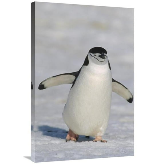 24 x 36 in. Chinstrap Penguin Walking Towards Camera, Antarctica Art Print - Konrad Wothe