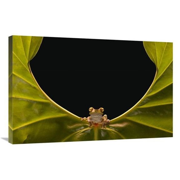 24 x 36 in. Cloud Forest Tree Frog Sitting on Edge of Leaf, Choco Rainforest, Ecuador Art Print - Pete Oxford