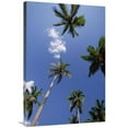 thumbnail image 1 of 24 x 36 in. Coconut Palm Trees & Blue Sky, Dominican Republic Art Print - Konrad Wothe, 1 of 1