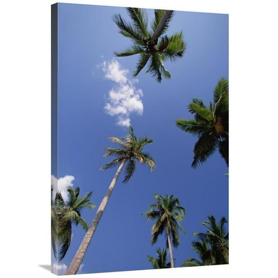 24 x 36 in. Coconut Palm Trees & Blue Sky, Dominican Republic Art Print - Konrad Wothe