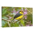 thumbnail image 1 of 24 x 36 in. Collared Redstart, Costa Rica Art Print - Steve Gettle, 1 of 1