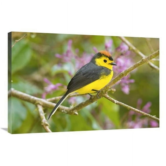 24 x 36 in. Collared Redstart, Costa Rica Art Print - Steve Gettle