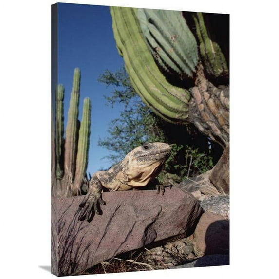 24 x 36 in. Common Chuckwalla Basking Amid Cardon Cactus, Baja California, Mexico Art Print - Tui De Roy
