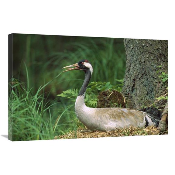 24 x 36 in. Common Crane on Nest, Europe Art Print - Konrad Wothe