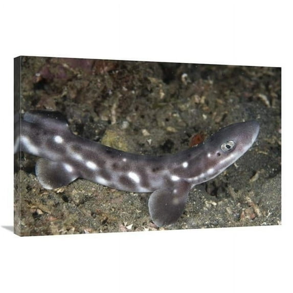 24 x 36 in. Coral Catshark, Lembeh Island, Sulawesi, Indonesia Art Print - Colin Marshall