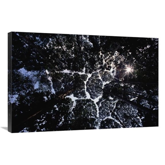 24 x 36 in. Crown Shyness, Selangor, Peninsular Malaysia Art Print - Mark Moffett