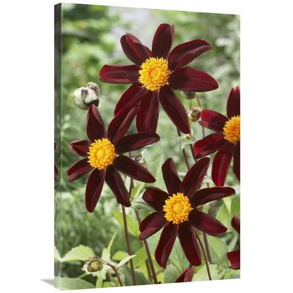 24 x 36 in. Dahlia Honka Black Variety Flowers Art Print - Visionspictures