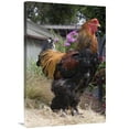 thumbnail image 1 of 24 x 36 in. Domestic Chicken, Gold Brahma Cock Art Print - Angela Hampton, 1 of 1