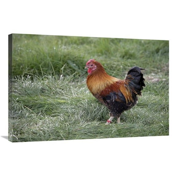 24 x 36 in. Domestic Chicken, Partridge Wyandotte Miniature, Cockerel Art Print - Mike Lane