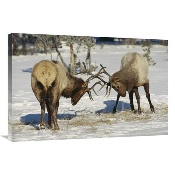 24 x 36 in. Elk Bulls Fighting in the Snow, Yellowstone National Park, Wyoming Art Print - Konrad Wothe