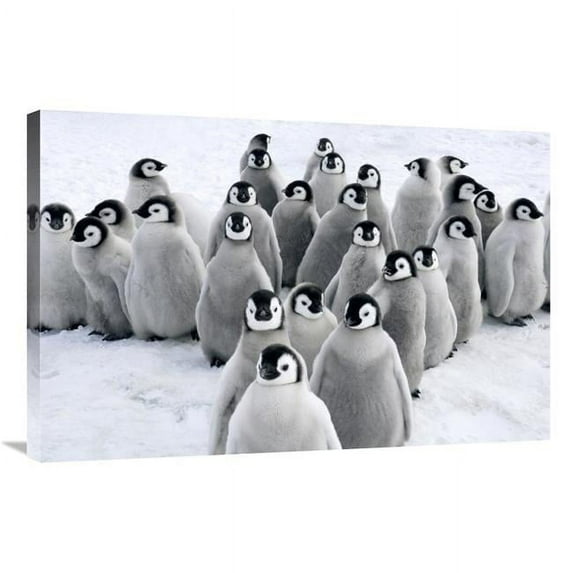 24 x 36 in. Emperor Penguin Chicks, Snow Hill Island, Antarctica Art Print - Jan Vermeer