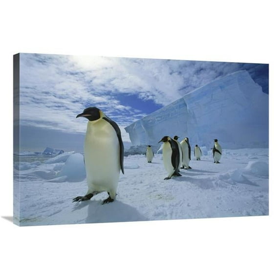 24 x 36 in. Emperor Penguin Crossing Sea Ice to Colony, Ekstrom Ice Shelf, Antarctica Art Print - Tui De Roy