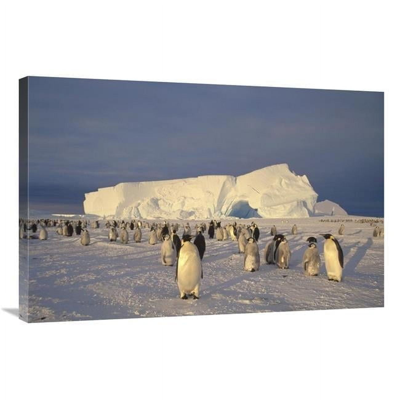 24 x 36 in. Emperor Penguin Large Rookery on Sea Ice, Weddell Sea ...
