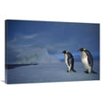 thumbnail image 1 of 24 x 36 in. Emperor Penguin Pair on Sea Ice in Midnight Twilight, Ekstrom Ice Shelf, Antarctica Art Print - Tui De Roy, 1 of 1