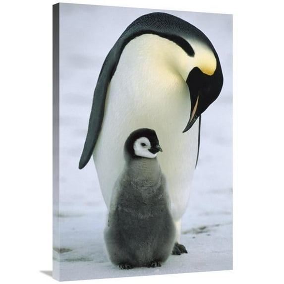 24 x 36 in. Emperor Penguin Parent with Chick, Antarctica Art Print - Konrad Wothe