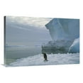 thumbnail image 1 of 24 x 36 in. Emperor Penguin Walking Across Ice, Ekstrom Ice Shelf, Weddell Sea, Antarctica Art Print - Tui De Roy, 1 of 1