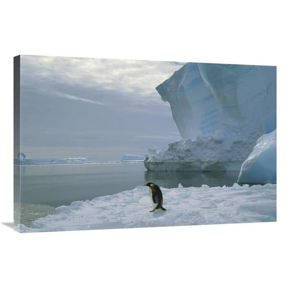 24 x 36 in. Emperor Penguin Walking Across Ice, Ekstrom Ice Shelf, Weddell Sea, Antarctica Art Print - Tui De Roy