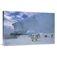 thumbnail image 1 of 24 x 36 in. Emperor Penguins Commuting to Nesting Colony, Ekstrom Ice Shelf, Antarctica Art Print - Tui De Roy, 1 of 1