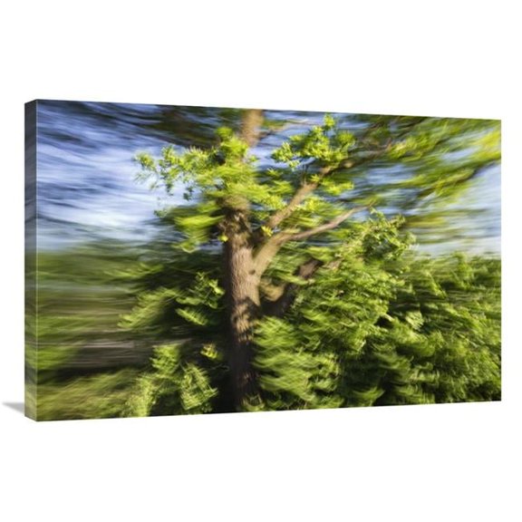 24 x 36 in. English Oak Blowing in the Wind, Upper Bavaria, Germany Art Print - Konrad Wothe