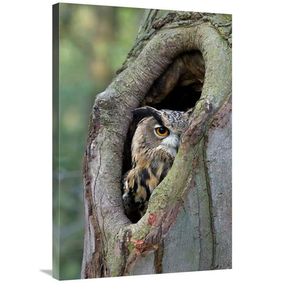 24 x 36 in. Eurasian Eagle-Owl Looking Out From A Tree Cavity, Netherlands Art Print - Rob Reijnen