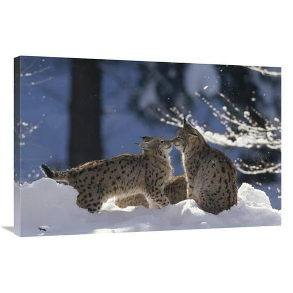 24 x 36 in. Eurasian Lynx Pair Touching Noses, Bayerischer Wald NP, Germany Art Print - Konrad Wothe