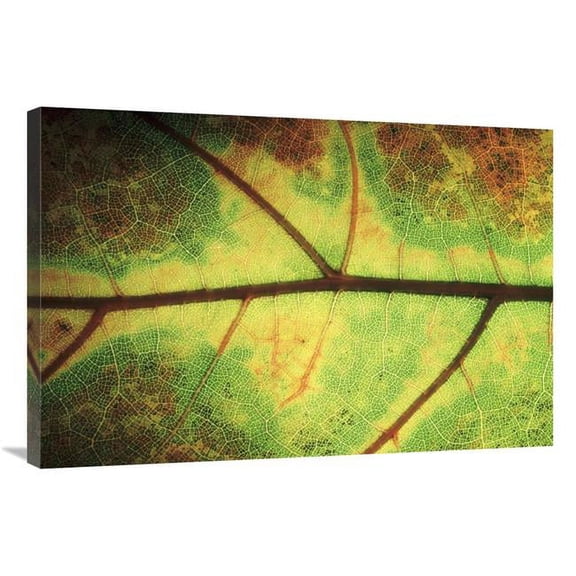 24 x 36 in. European Beech Detail of Leaf Showing Venation, Europe Art Print - Jan Vermeer