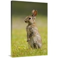thumbnail image 1 of 24 x 36 in. European Rabbit Juvenile Standing Upright, Veenklooster, Friesland, Netherlands Art Print - Marcel Van Kammen, 1 of 1