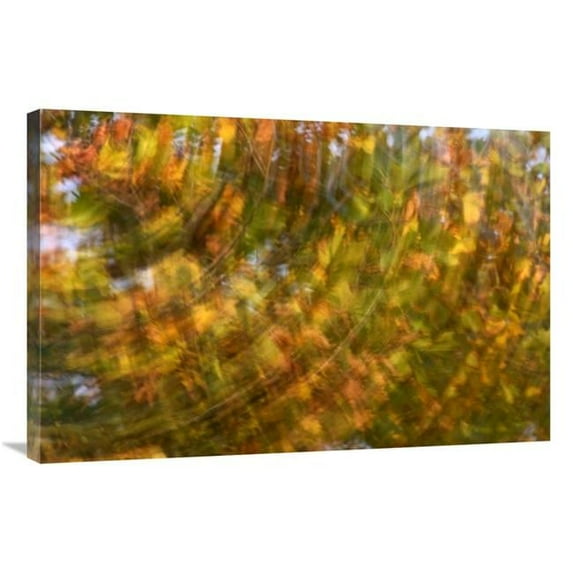24 x 36 in. Fall Colored Tree, Vlaardingen, Netherlands Art Print - Jasper Doest