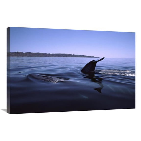 24 x 36 in. Fin Whale Pair Surfacing, Sea of Cortez, Mexico Art Print - Flip Nicklin