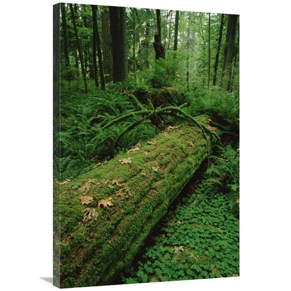24 x 36 in. Fir Nurse Log in Temperate Rainforest, Pacific Coast, North America Art Print - Gerry Ellis