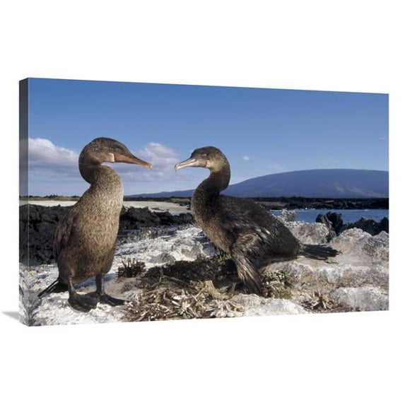 24 x 36 in. Flightless Cormorants At Nest Lined with Sea Urchins, Galapagos Island Art Print - Tui De Roy