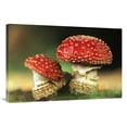thumbnail image 1 of 24 x 36 in. Fly Agaric Pair, Highly Toxic, Grows Under Pine Trees, Europe Art Print - Jan Vermeer, 1 of 1