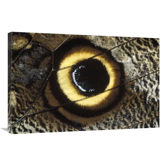 24 x 36 in. Forest Giant-Owl Butterfly Wing Showing Eye-Mark, Germany Art Print - Konrad Wothe