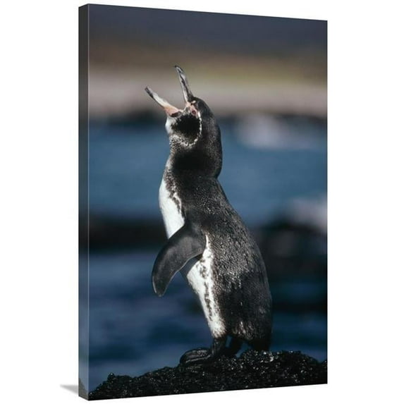 24 x 36 in. Galapagos Penguin, Fernandina Island, Galapagos Islands, Ecuador Art Print - Tui De Roy