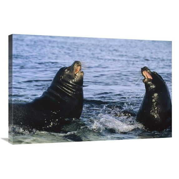 24 x 36 in. Galapagos Sea Lion Bulls Fighting, Galapagos Islands, Ecuador Art Print - Tui De Roy