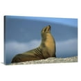 thumbnail image 1 of 24 x 36 in. Galapagos Sea Lion Female Sunning, Galapagos Islands, Ecuador Art Print - Tui De Roy, 1 of 1