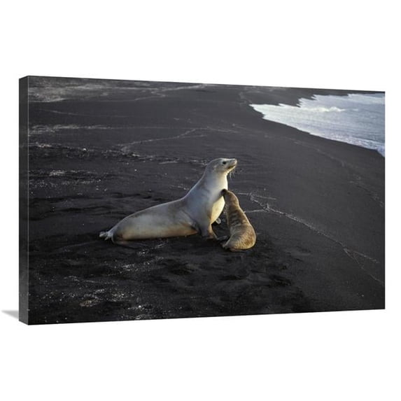 24 x 36 in. Galapagos Sea Lion Mother & Pup with Dry Golden Fur, Galapagos Islands Art Print - Tui De Roy
