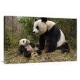 thumbnail image 1 of 24 x 36 in. Giant Panda & Baby in Bamboo Forest, Wolong Nature Reserve, China Art Print - Katherine Feng, 1 of 1