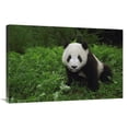 thumbnail image 1 of 24 x 36 in. Giant Panda Looking At Camera, Wolong Reserve, Sichuan Province, China Art Print - Pete Oxford, 1 of 1