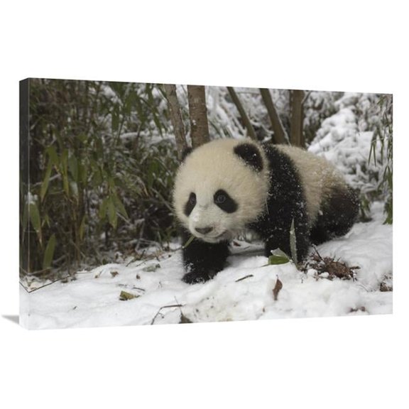 24 x 36 in. Giant Panda Six Month Old Cub in Snow, Wolong Nature Reserve, China Art Print - Katherine Feng