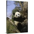 thumbnail image 1 of 24 x 36 in. Giant Panda in Tree, Wolong Valley, Himalaya, China Art Print - Konrad Wothe, 1 of 1